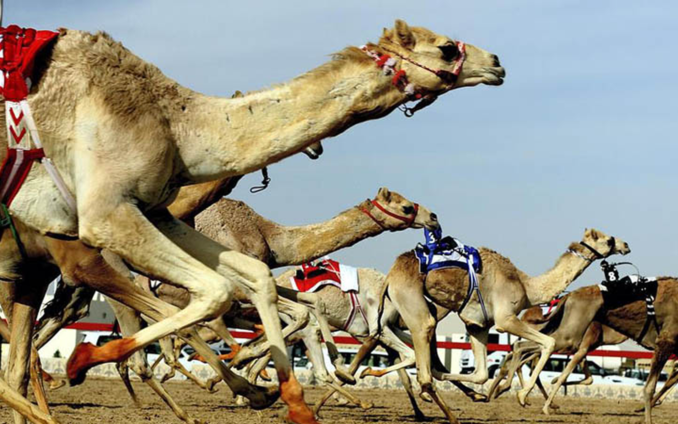 Camels