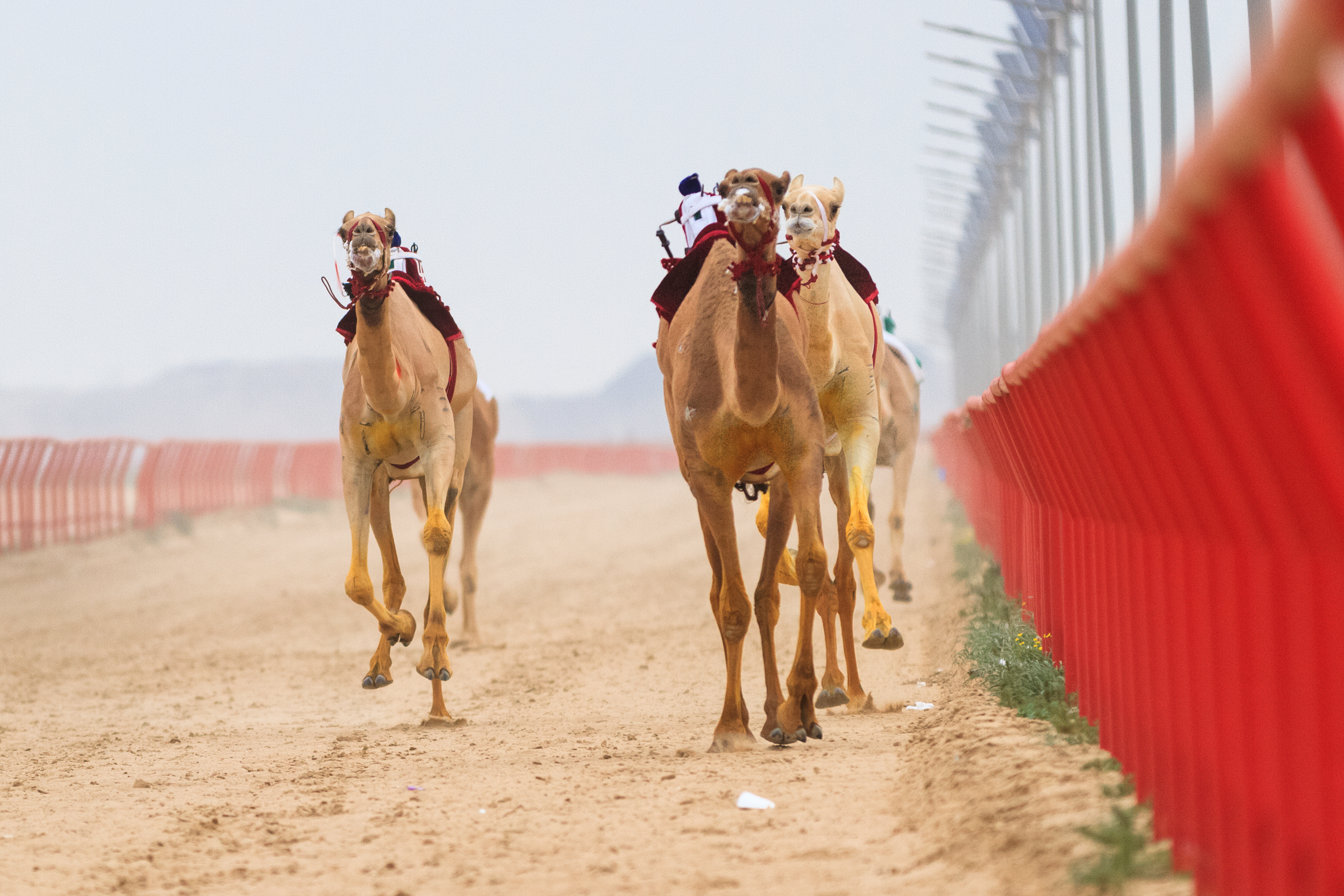 Camel