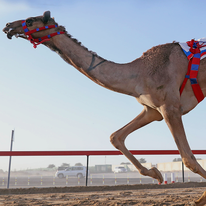 Camels team